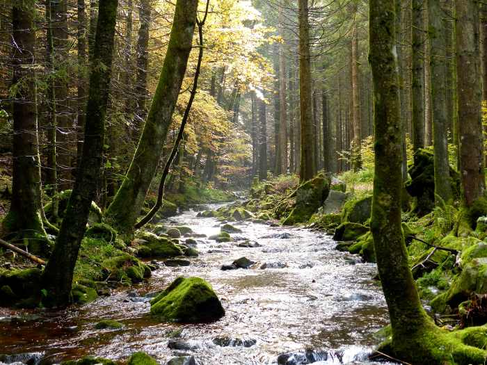 Stream in the Black Forest, Germany.