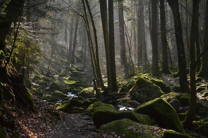 Captivating light in Germany's Black Forest.