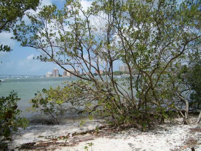 The mangroves preserving the shoreline of The Selby Gardens' property -- as this under-appreciated and overlooked shrub does for the entire state -- and a view of Sarasota Bay.