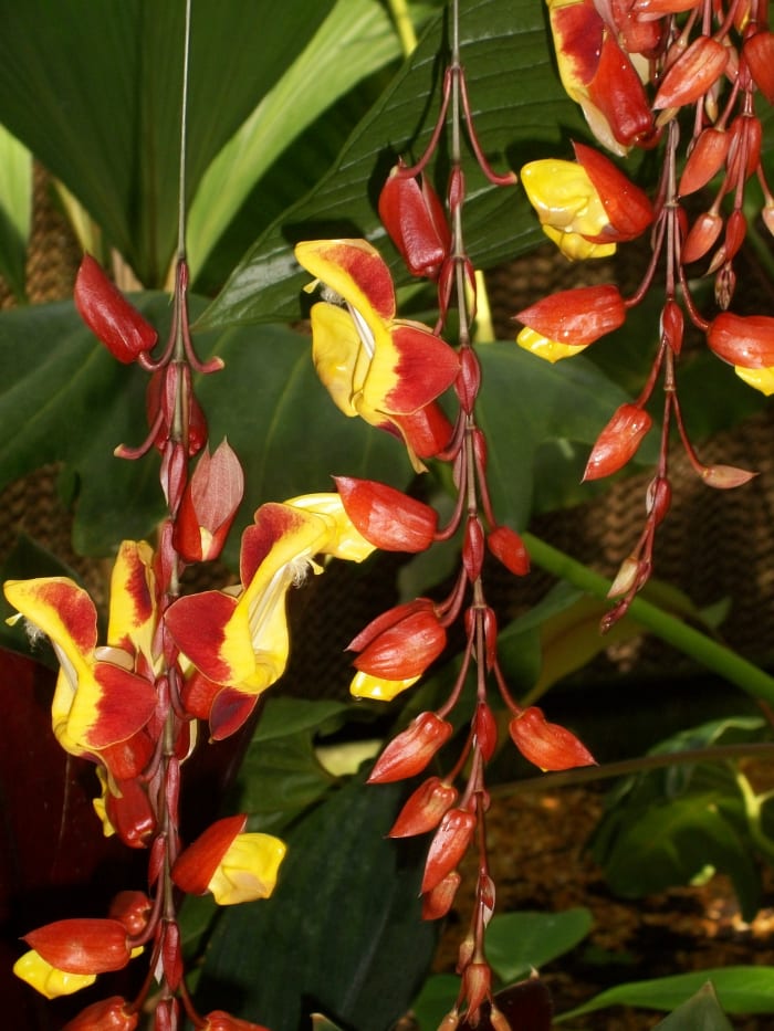 A rare low-light orchid. The blooms glow like jewels in the somber shade deep inside the conservatory.