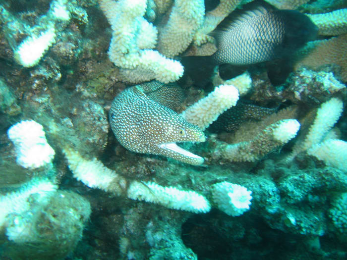 An eel off of Molokini. The crater is an amazing dive site, with 100+ ft. visibility most days.