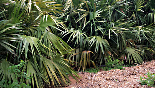 The Saw Palmeto - Serenoa repens - is a well known species of palm from the Southeastern United States of America.