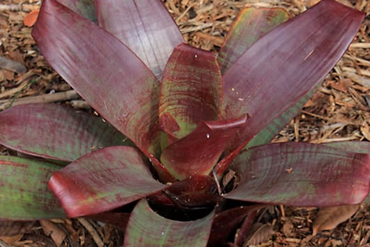 Vriesea imperialis - the 'Imperial Vriesea' from Brazil - is one of many Bromeliads which grow in the Octagon