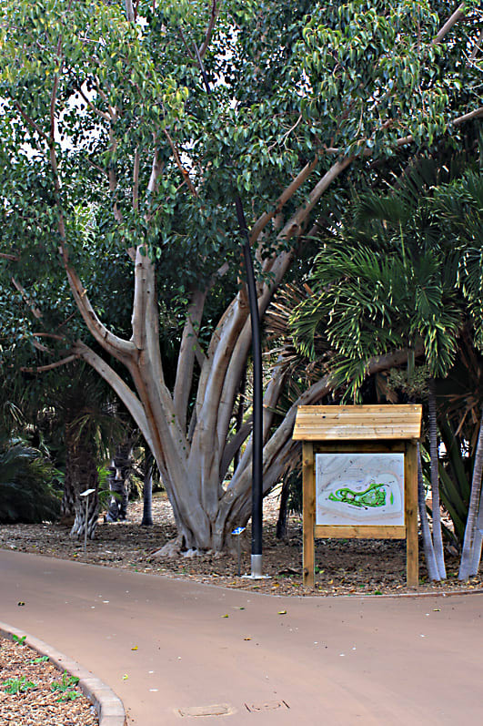 Ficus religiosa - The Sacred Fig - on the intersection of two of the well maintained pathways. On the right is an informative map of the Palmetum