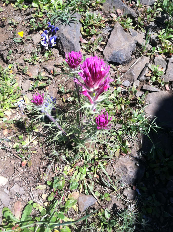Castilleja exserta or Purple Owl's Clover. A beautifully soft and textured plant that looks like it may have prickles, but in fact, it does not. In the parasitic plant family Orobanchaceae.