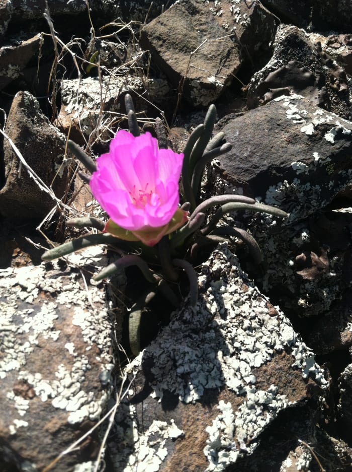 Lewisia rediviva or Bitterroot , an amazing flower that deserves much appreciation. The rocks are basalt: notice their fine-grained structure and angular shape.