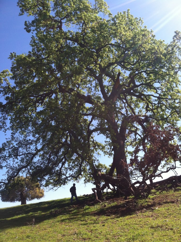 Notice the damage on this oak. Eventually those wounds will become crevices for owls, mammals, and other creatures such as bats.