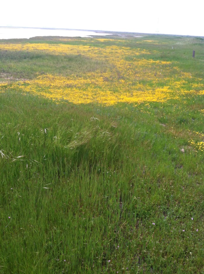 The blanket of yellow flowers is a vernal pool that is mostly dry. The lake-like area in the background is actually the remnant of a huge vernal pool. The large pool has receded here and exposed smaller pools.