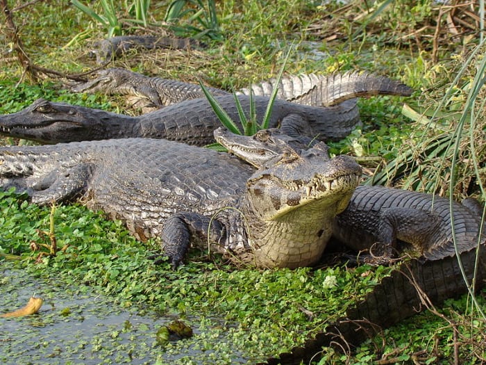 Caiman, quite common in the Amazon basin. We saw several during our 3 day tour.