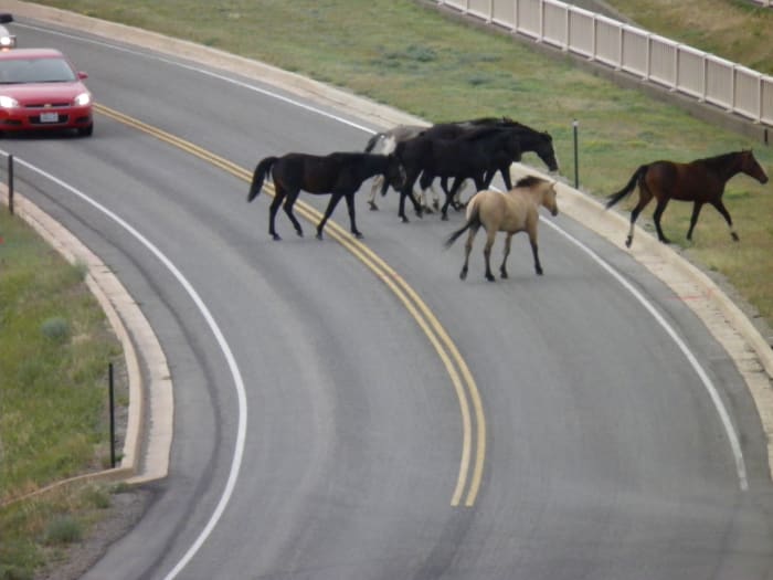A heard of beautiful wild horses is crossing the road in Mesa Verde National Park.