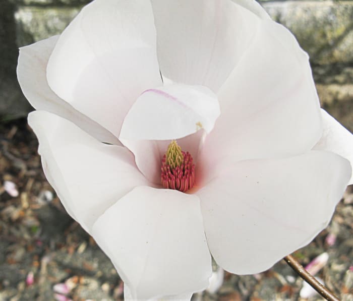 Magnolia Flowers and GlaucousWinged Gulls in Stanley Park WanderWisdom