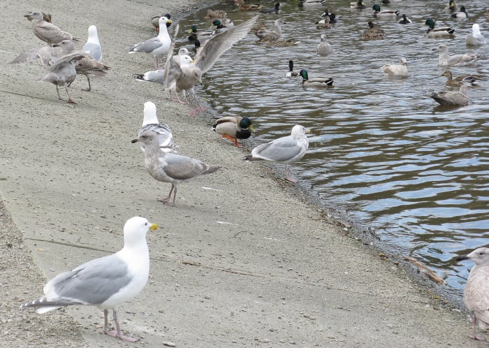 Glaucous-winged gulls, hybrid gulls, mallard ducks, and other ducks awaiting a handout at Lost Lagoon