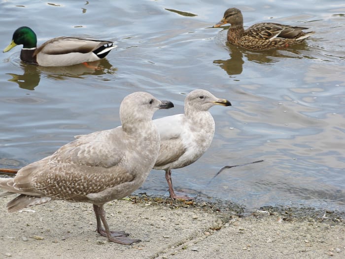 Two juvenile gulls at different stages of development and a pair of mallard ducks in the background