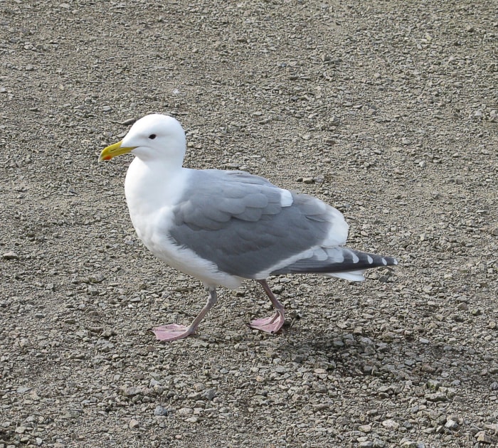 This bird at Lost Lagoon may be a glaucous-winged gull/western gull hybrid, since its wing tips are dark grey instead of medium grey.