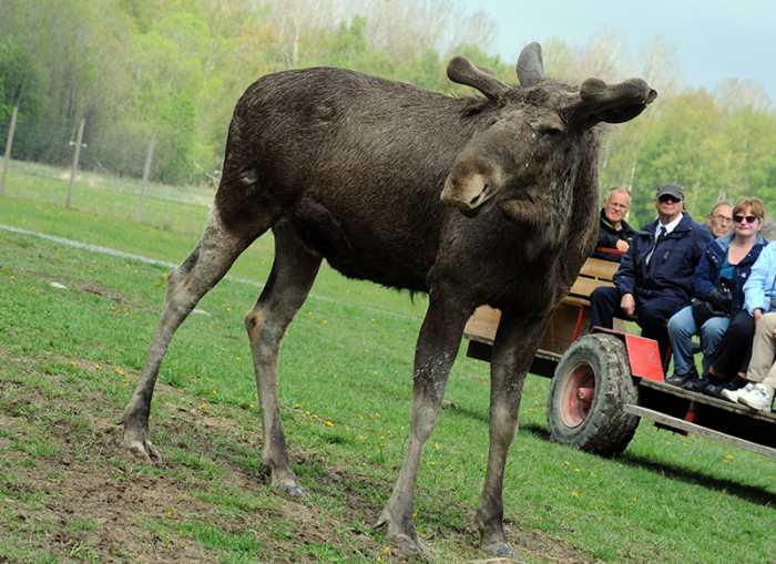 The elk are almost (but not quite) tame on this farm. You can get close enough to touch them under the watchful eye of Leffe.