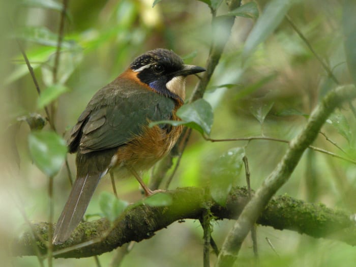 One of the Popular Birds in Kenya