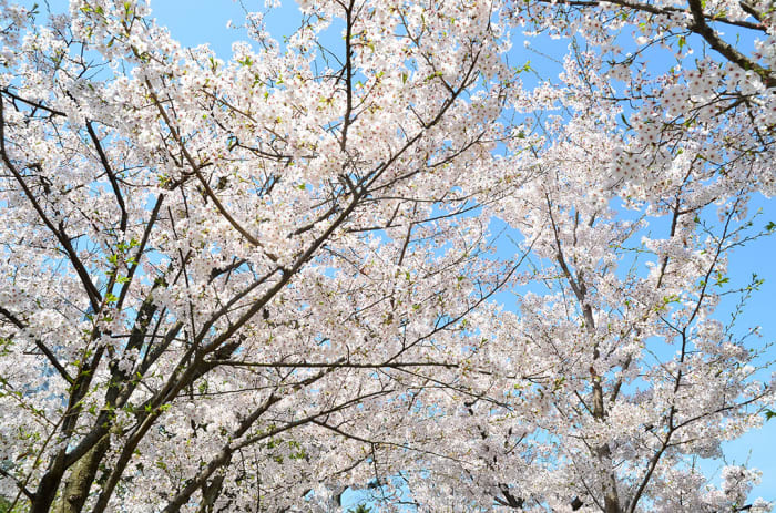 Though visually less vibrant, the intensity of Somei Yoshino blooms is still exhilarating. Utterly oriental too.