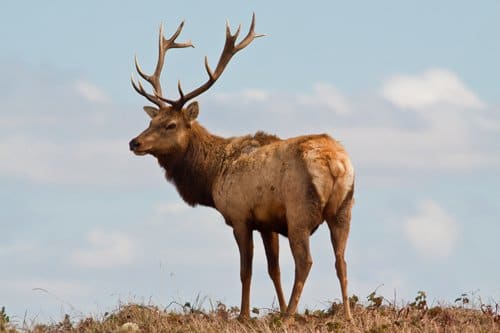 Tule Elk at Point Reyes National Seashore