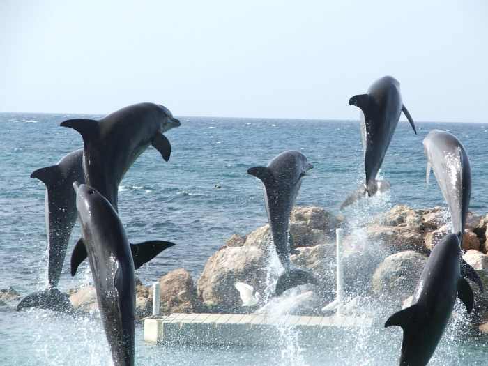 Swimming with dolphins like these is one of the most exciting things to do with kids in Grand Cayman