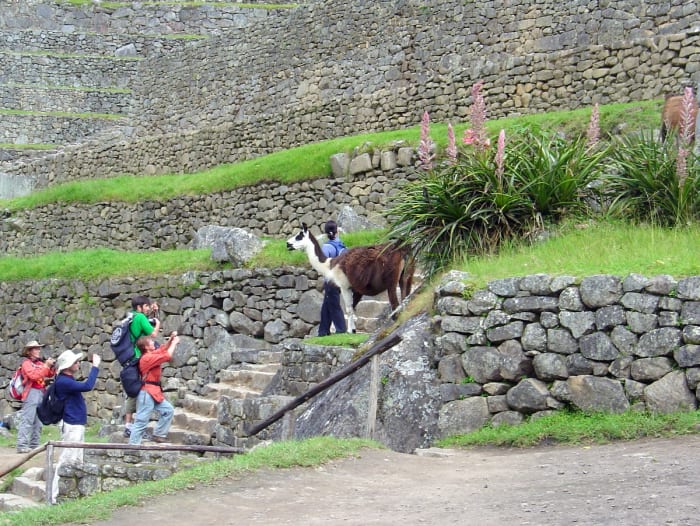 Tourists taking photos of llamas who reside among the ruins and function as lawnmowers.