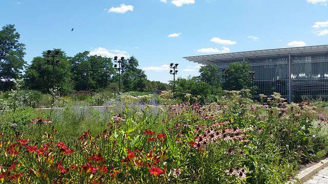 Late summer garden with red daylilies and purple coneflower. Art Institute modern wing in the background.