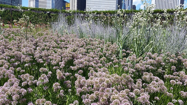 Swath of Alliums in the foreground with Rattlesnake master and Russian Sage in the background