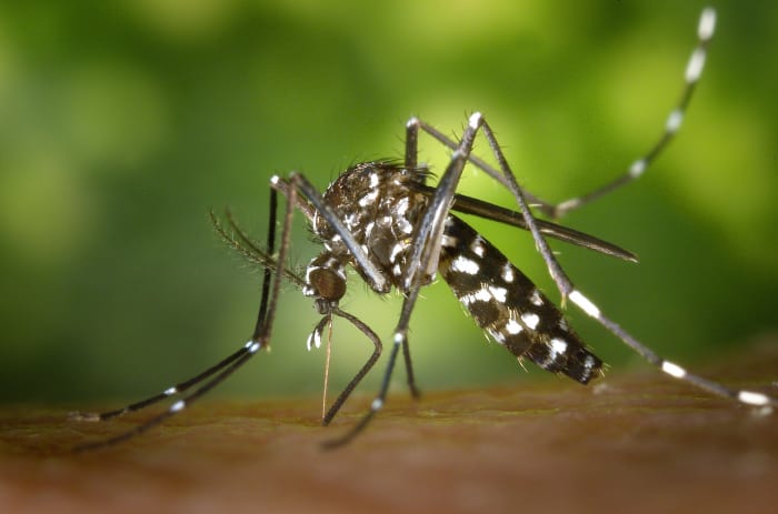 You're most-likely to get bit by mosquitoes during the "wet season" in Bali, which is October-April. Be especially careful during these months, and any time when you're near stagnant water where mosquitoes like to roam.