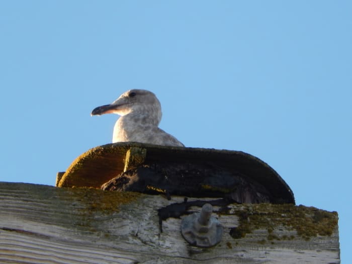 An unconcerned gull nests atop the framework on the dock in the Port of Friday Harbor, watching boats pull in and out.