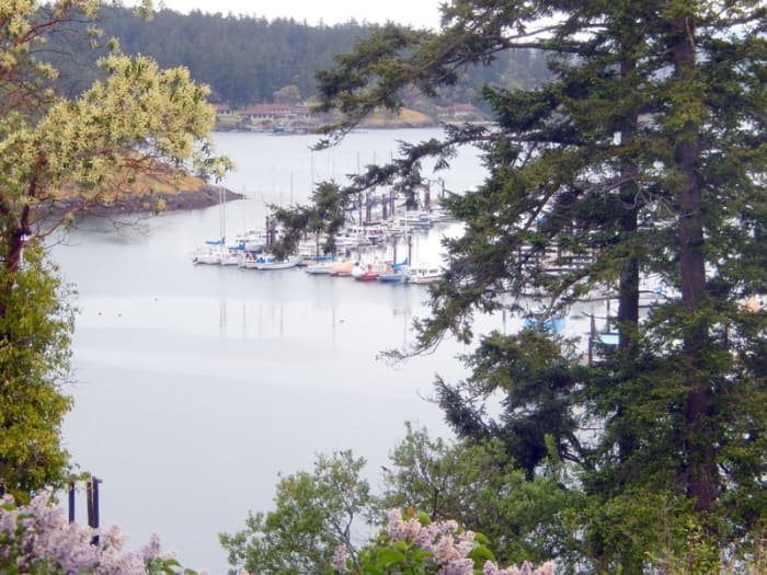 Boats docked in the Friday Harbor Marina as seen through the trees from the hillside above.