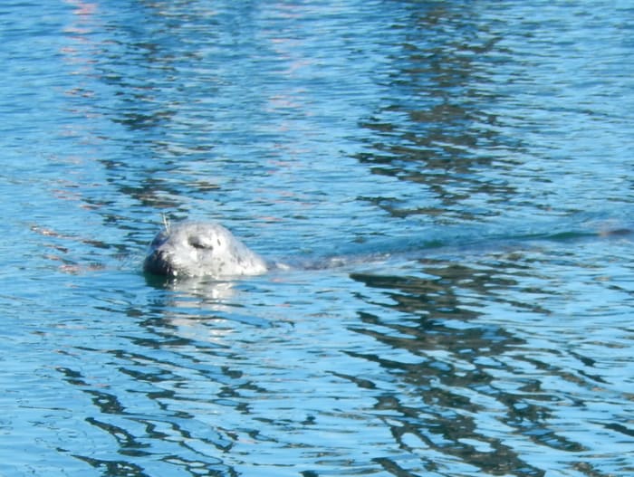 Popeye, the one-eyed harbor seal is the long-time mascot of Friday Harbor Marina.