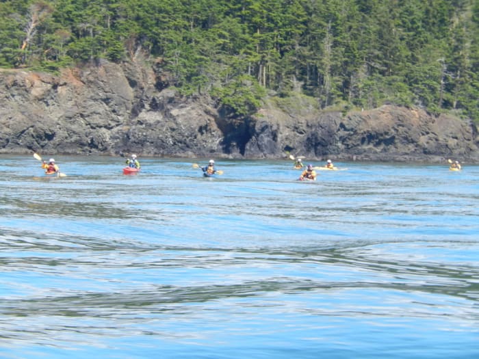 A group of kayakers off the wooded shore of an island enjoy paddling in the turbulent wake of passing boats. Remember kayakers have right of way over power boats.