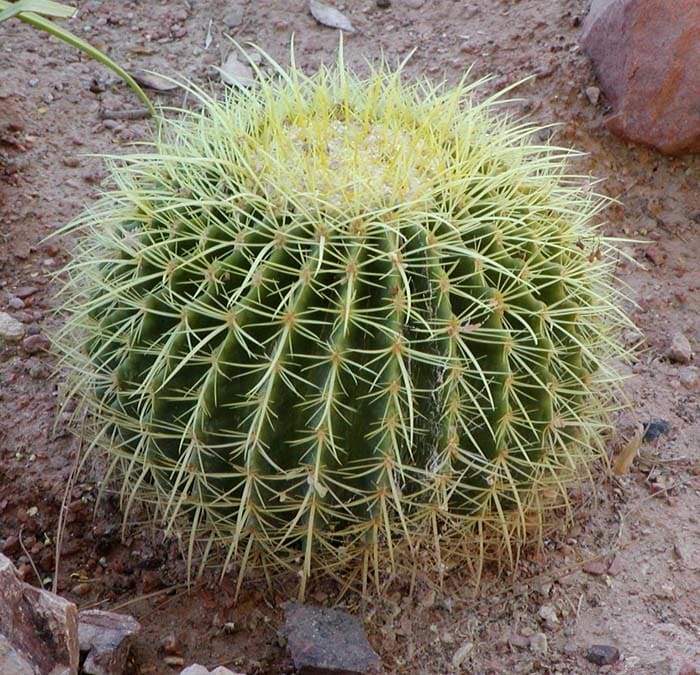 arizona