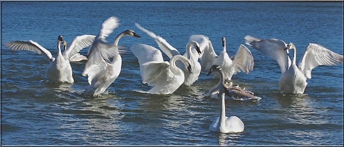 Trumpeter swans enjoying their winter home near Heber Springs, Arkansas.