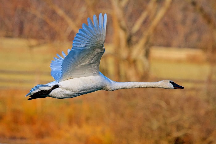 This is the reason we refer to swans as "graceful." Adult trumpeter swans have pink to red mouths which almost gives the impression that they are smiling, as you can see in this photograph.