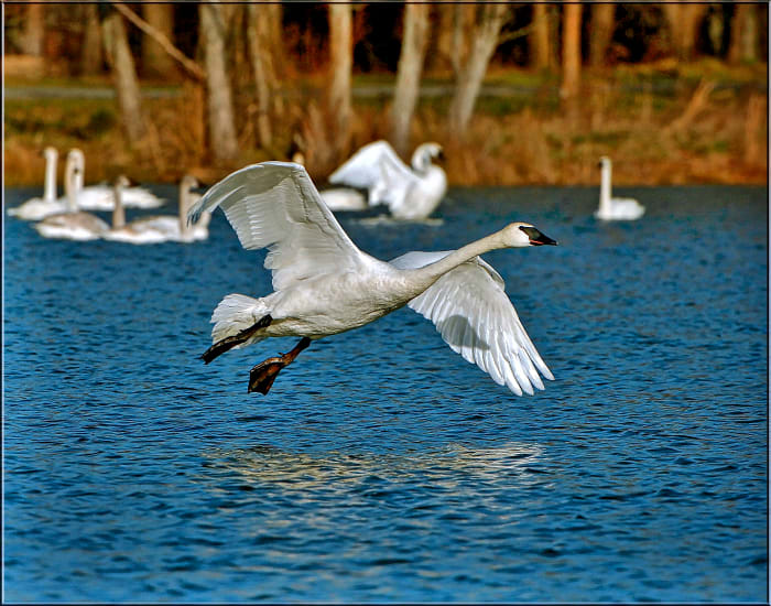 Trumpeter swans - hanging out with friends. When these swans are adults, their feet, bill, and tarsals are black, but their feathers are completely white.