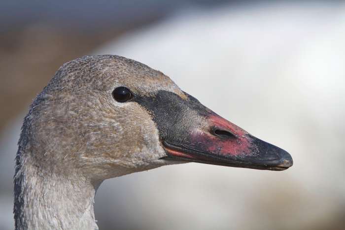 Close-up of the face of a cygnet (young) trumpeter swan (the bill has some pink on it, but with a black base).