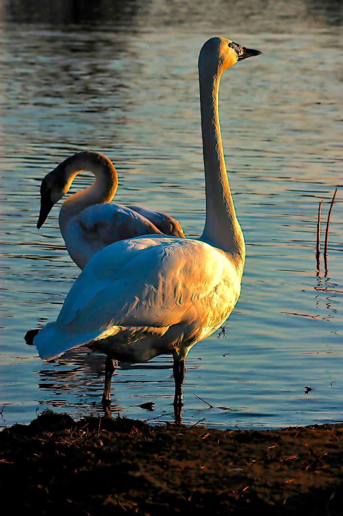 Trumpeter swans - nearing the end of the day. A very small percentage of trumpeter swans can have a greyish tint to their feathers instead of pure white.