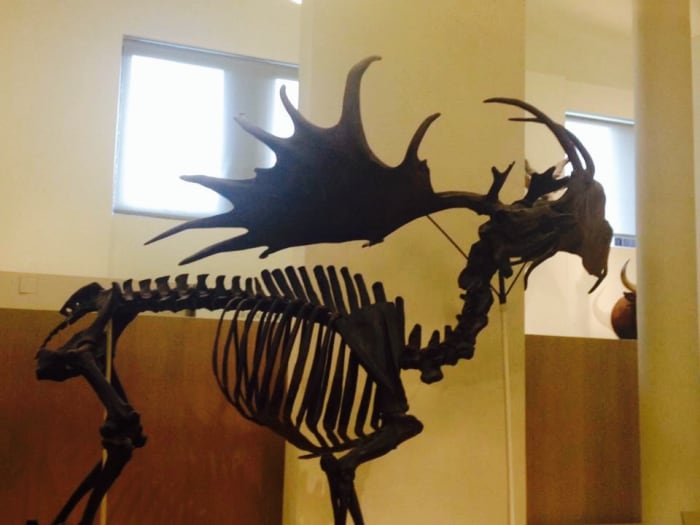 Seeing dinosaur fossils at the American Museum of Natural History is one of the most popular things to do with toddlers in New York City.