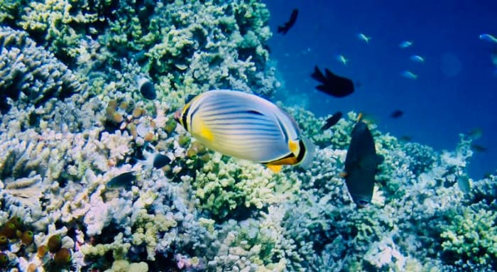 fisk i Maldiverne