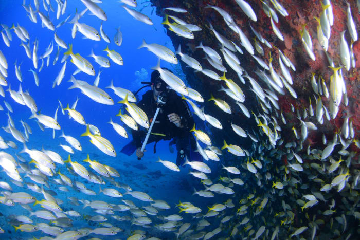 dykning i Maldiverna