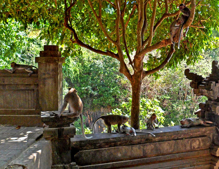 Macaque monkeys can be seen throughout the temple. (How many monkeys you see in this photo?)