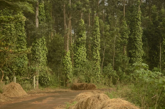 Pepper plantations in Kolli Hills