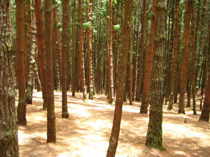 The scenic pine forest