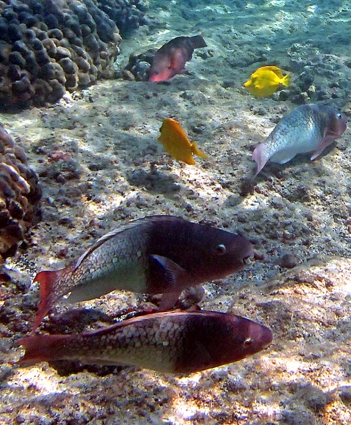 Redlip Parrotfishes are brownish red when young, they become brilliant green as adults.