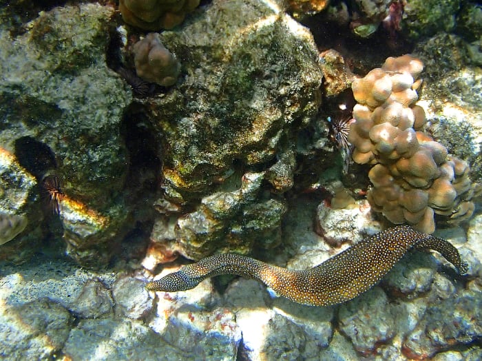 Whitemouth Moray Eels rarely leave their hiding place in daytime but this one is being adventurous!