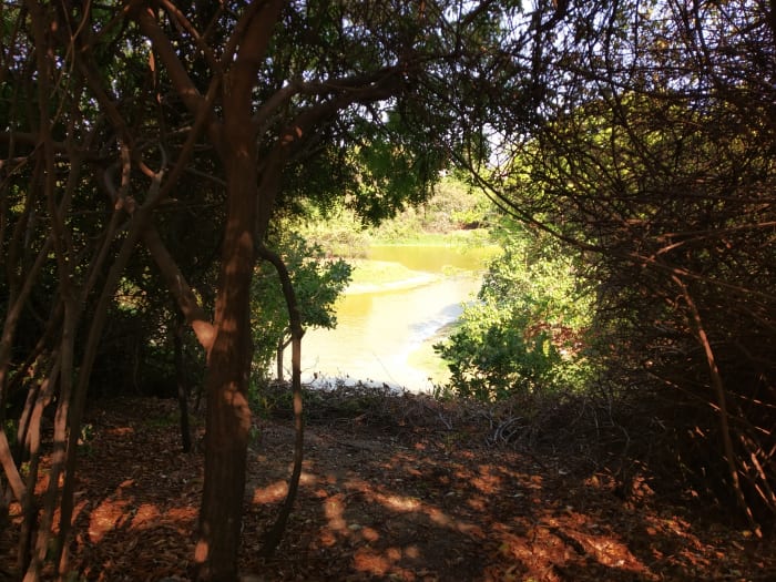 A view of Adyar creek through the trees.