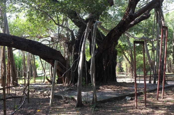 450-year-old Adyar Banyan tree