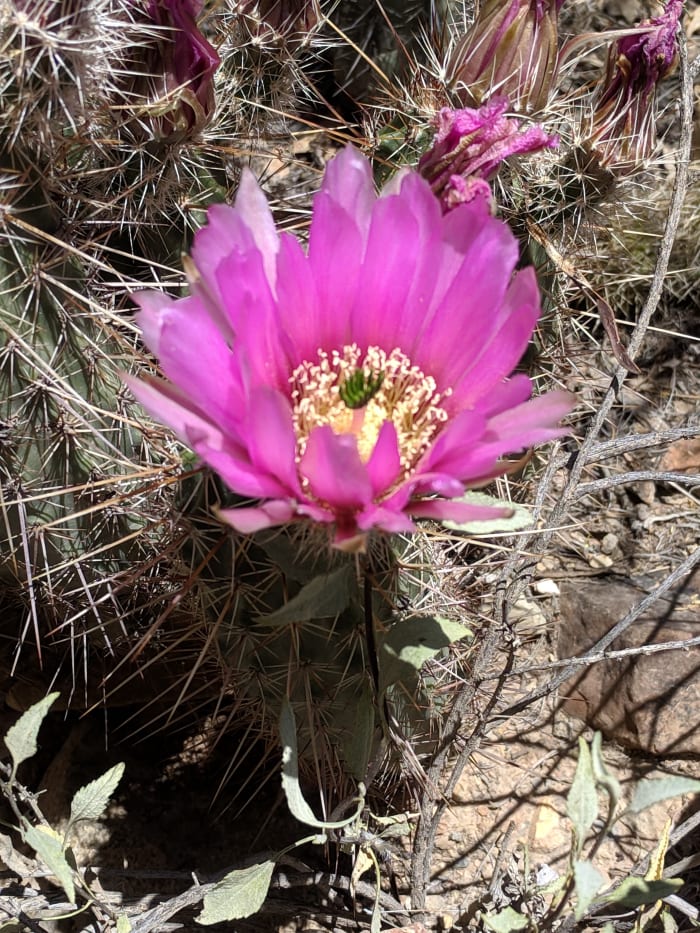 Strawberry Hedgehog Cacti (Echinocereus brandegeei) are small, but they produce large flowers for their size.