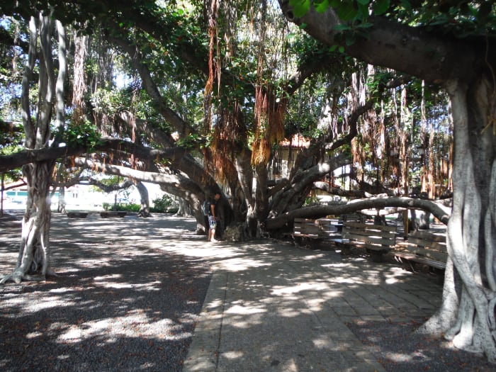 The massive banyan tree just off Front Street in Lahaina, Maui is a must visit, along with its many nearby shops.