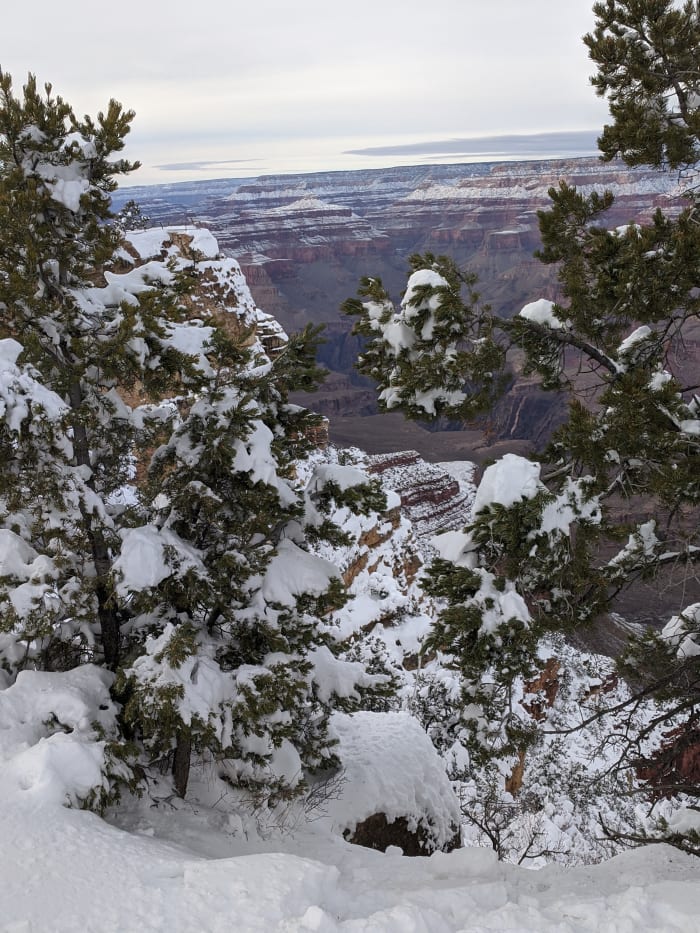 Looking at Grand Canyon Through Trees along South Rim of Grand Canyon